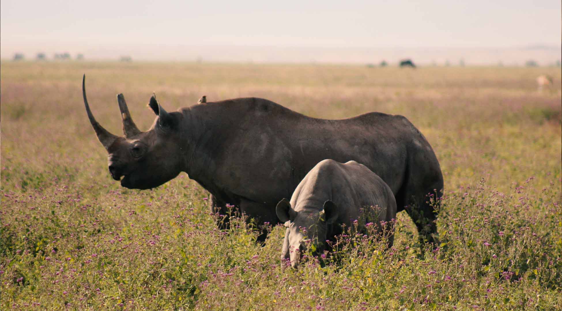 7 Days Ndutu Migration Safari