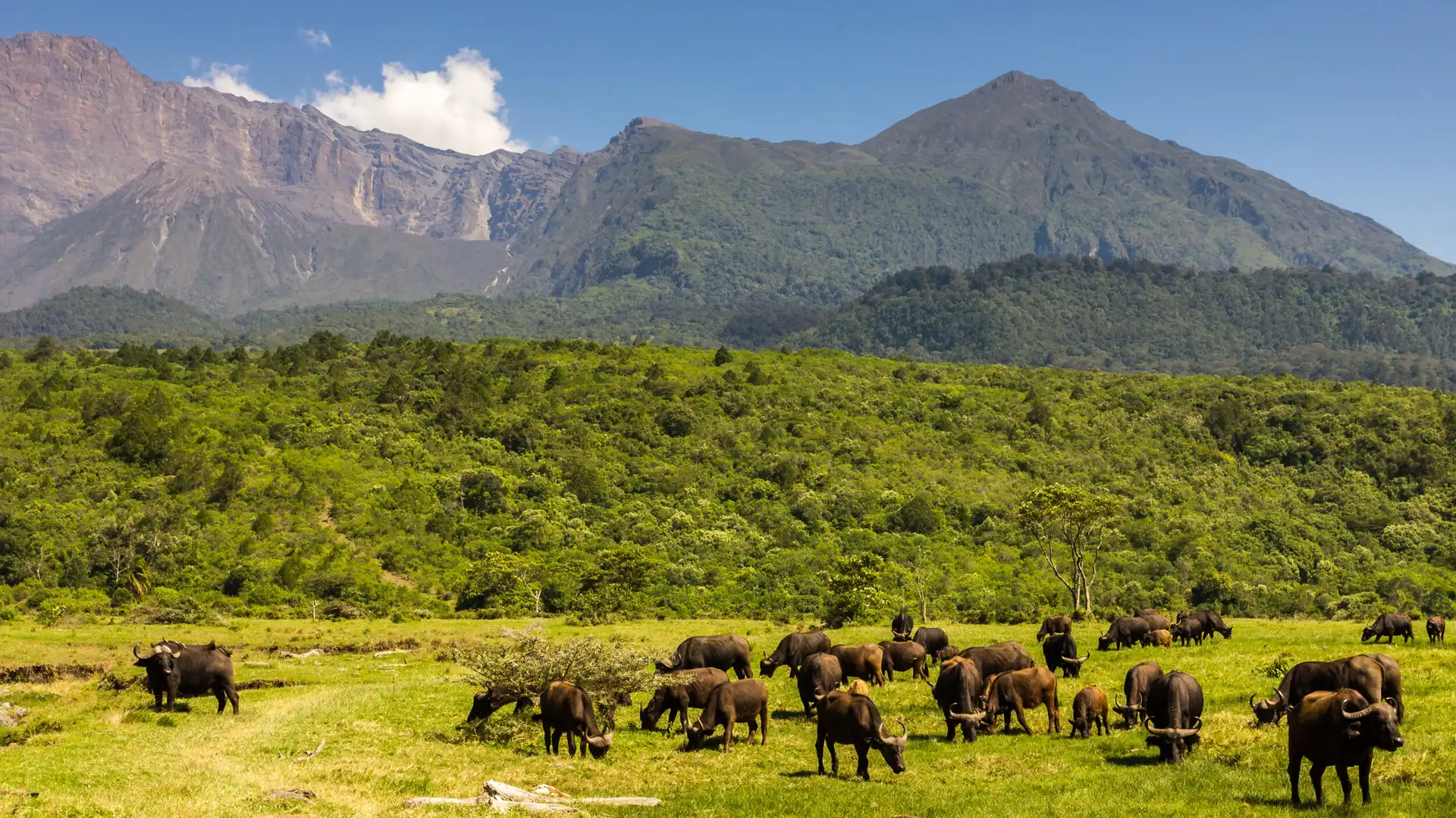 Arusha national park