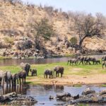 11Ruaha National Park