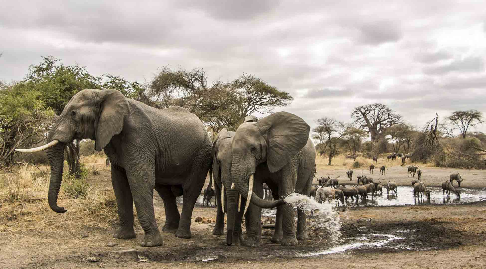 tarangire national park