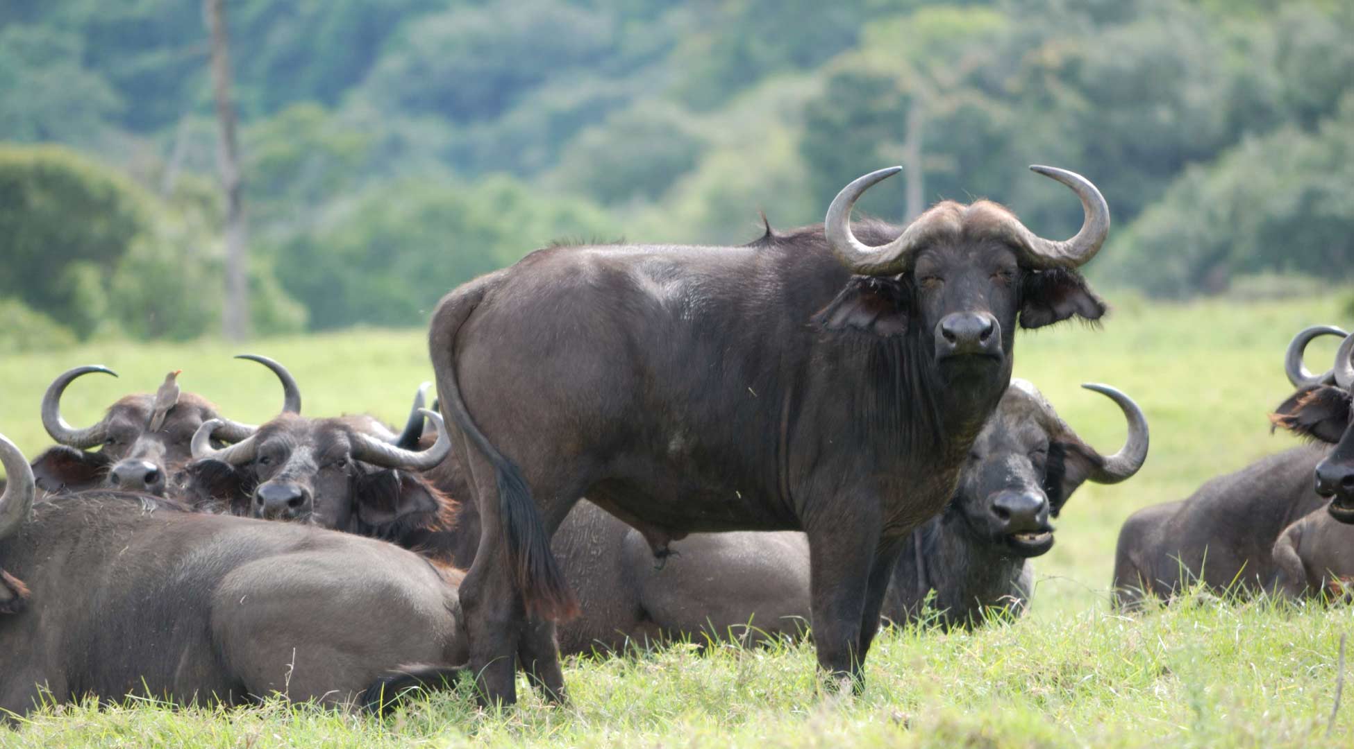 arusha national park